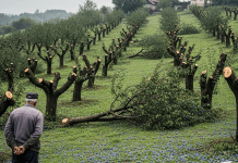 Komšija mu je iz zavisti posekao ceo voćnjak tokom noći: Ujutru je na svom pragu zatekao gajbu punu voća i poruku koja ga je postidela do suza.