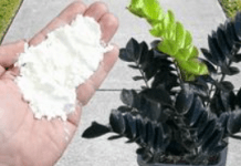 NEVJEROVATNO! Čini da bilo koja biljka procvjeta i raste 5 puta brže (bilo koja biljka)