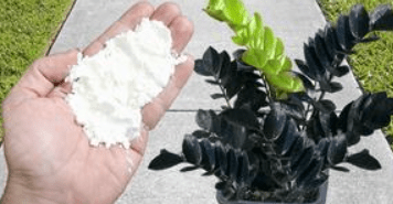 NEVJEROVATNO! Čini da bilo koja biljka procvjeta i raste 5 puta brže (bilo koja biljka)