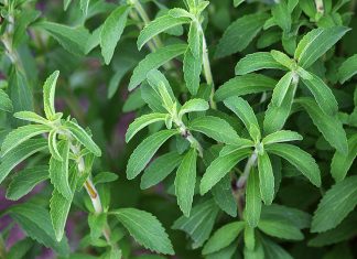 Ubija želju za cigaretama i skida kilograme: Ova moćna biljka može da se gaji u kući ili stanu, evo kako se koristi