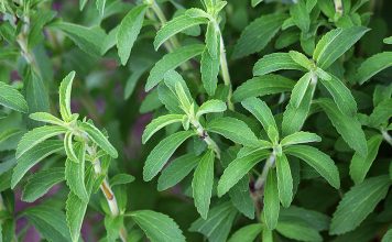 Ubija želju za cigaretama i skida kilograme: Ova moćna biljka može da se gaji u kući ili stanu, evo kako se koristi
