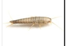 Buba, koja se često smatra bezopasnom kada se uoči u kući, krije surovu stvarnost