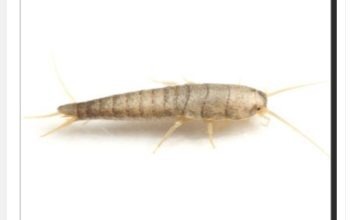 Buba, koja se često smatra bezopasnom kada se uoči u kući, krije surovu stvarnost