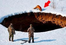 Lisica dovela lovce do bezdana na pustoj poljani: prizor iz dubine koji je preokrenuo dan i njihove živote