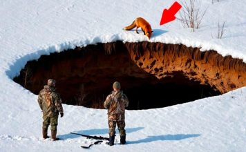 Lisica dovela lovce do bezdana na pustoj poljani: prizor iz dubine koji je preokrenuo dan i njihove živote