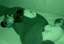 Noć kada su me moje tri mačke spasle: pogled koji mi je promenio život