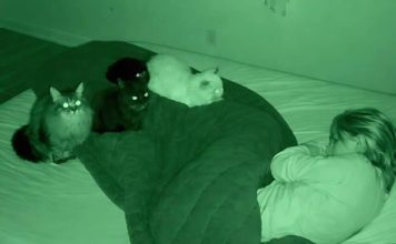 Noć kada su me moje tri mačke spasle: pogled koji mi je promenio život