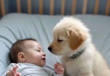 Roditelji su skoro izgubili nadu: lekari su verovali da nikada neće moći da se kreće — sve dok se u njihovom životu nije pojavio štenac koji je sve promenio.