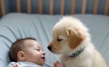 Roditelji su skoro izgubili nadu: lekari su verovali da nikada neće moći da se kreće — sve dok se u njihovom životu nije pojavio štenac koji je sve promenio.