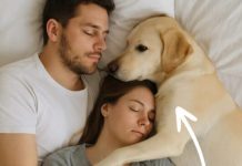 Pas koji nikada nije ulazio u spavaću sobu probudio nas je noću — i odmah smo shvatili zašto.