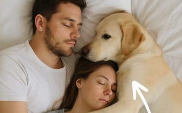 Pas koji nikada nije ulazio u spavaću sobu probudio nas je noću — i odmah smo shvatili zašto.