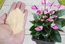 Najpreporučljivije đubrivo za sobne biljke od strane BAŠTOVARA: Imate ga u kuhinji kod kuće i posle njega sve živo cvjeta!