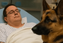 Kada je lavež presekao tišinu: pas koji je vratio život svom heroju