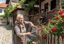 Sekla ruže komšiji jer prelaze ogradu