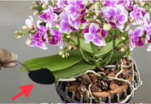 Samo kašičica, odjednom orhideja čudesno procvjeta puno cvijeća!!