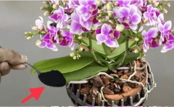 Samo kašičica, odjednom orhideja čudesno procvjeta puno cvijeća!!