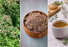 0V0 je najzdraviji čaj na svijetu: Sprječava sve 0D obične prehlade D0 kancera!