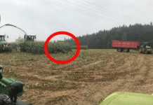 Snimajući žetvu, snimio je nešto što niko nije očekivao! Nećete vjerovati šta je izašlo iz kukuruza.