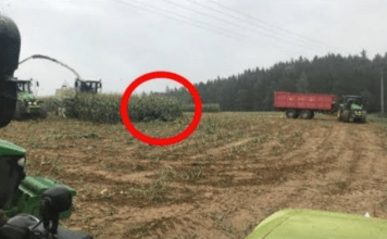 Snimajući žetvu, snimio je nešto što niko nije očekivao! Nećete vjerovati šta je izašlo iz kukuruza.