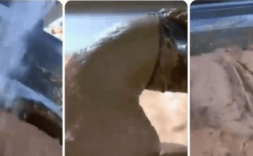 0V0 JE NAJ0PASNlJA NAMlRNlCA, A STALNO JE JEDEMO: Niko vam neće reći da može biti 0TR0VNA!