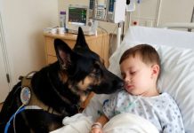 Čudo u intenzivnoj njezi: pas koji je spasio život dječaku