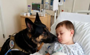 Čudo u intenzivnoj njezi: pas koji je spasio život dječaku