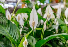 SPATIFILUM, MIRNI LJILJAN ILI ŽENSKA SREĆA: Uradite samo 1 stvar i cvetaće u buketima tokom cele godine