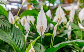 SPATIFILUM, MIRNI LJILJAN ILI ŽENSKA SREĆA: Uradite samo 1 stvar i cvetaće u buketima tokom cele godine