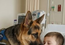 Ljekari nisu predviđali nikakvo poboljšanje i nisu vidjeli ni najmanju zraku nade… sve do dana kada je neočekivano donesena odluka da se psu dozvoli ulazak u bolničku sobu. 🐾✨