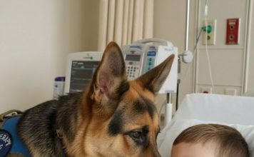 Ljekari nisu predviđali nikakvo poboljšanje i nisu vidjeli ni najmanju zraku nade… sve do dana kada je neočekivano donesena odluka da se psu dozvoli ulazak u bolničku sobu. 🐾✨