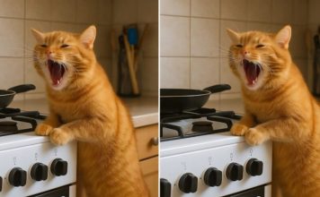 Mačka se čudno ponašala celu veče — i uskoro sam shvatila zašto nije odlazila od šporeta.