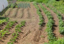 NEVJEROVATNO! Trik sa ovim začinom čuva baštu od glodara