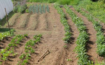 NEVJEROVATNO! Trik sa ovim začinom čuva baštu od glodara