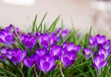 Uskoro ‘udara’ i treće džemre: Šta kaže narodni kalendar za 2026. godinu?