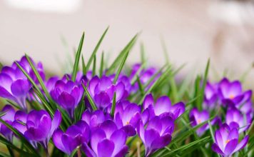 Uskoro ‘udara’ i treće džemre: Šta kaže narodni kalendar za 2026. godinu?