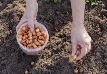 Kada sadim luk, UVlJEK SE PRlDRŽAVAM 0V0G SAVJETA M0G DEDE: Godinama imam takav rod da mu se i komšije dive!