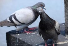 Otjerajte golubove sa balkona uz ovaj predmet, svi ga imamo kod kuće