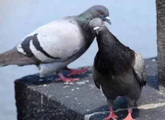 Otjerajte golubove sa balkona uz ovaj predmet, svi ga imamo kod kuće