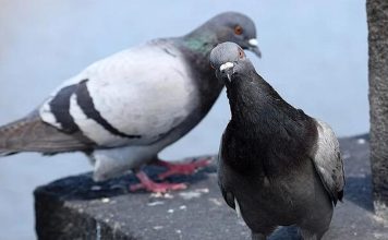 Otjerajte golubove sa balkona uz ovaj predmet, svi ga imamo kod kuće