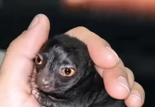 Jedan čovek otkriva čudno stvorenje u šumi — godinu dana kasnije, istina šokira sve.