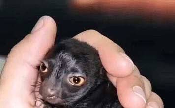 Jedan čovek otkriva čudno stvorenje u šumi — godinu dana kasnije, istina šokira sve.