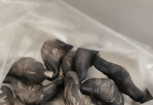 Strani susjedi su mi dali ovo i poželjeli mi „prijatno“, ali bilo je nešto tvrdo i uopće nije ličilo na hranu, više kao jaje.