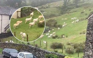 SNIMALA OVCE pa primjetila nešto vrlo čudno: “Nisam mogla vjerovati svojim očima! Kako je to moguće?”