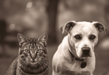 Mačke osjete kad vam dolazi bolest, a psi kad vam dolazi loša osoba: Evo kako životinje skeniraju energiju