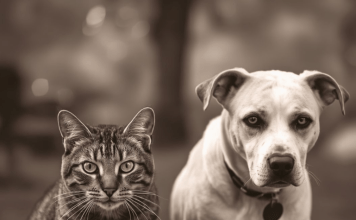 Mačke osjete kad vam dolazi bolest, a psi kad vam dolazi loša osoba: Evo kako životinje skeniraju energiju