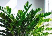 Sipajte pola šolje u saksiju za cvijeće: Zamiokulkas će pustiti lišće kao lud!