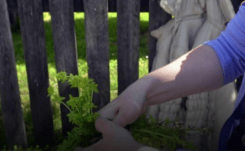 Prije 6. maja obavezno unesite ovu biljku u kuću: Tjera baksuz i privlači sreću