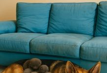 Muškarac je na putu pronašao trudnu nemačku ovčarku; kada je pas oštenio, veterinar je iznenađeno otkrio ko se pojavio na svetu.