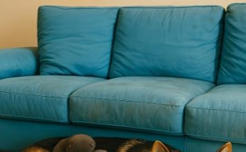 Muškarac je na putu pronašao trudnu nemačku ovčarku; kada je pas oštenio, veterinar je iznenađeno otkrio ko se pojavio na svetu.