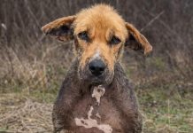 Zvali su ga ružnim — a onda su ga ostavili kao da nikada nije bio dio njihove porodice. 💔🐶